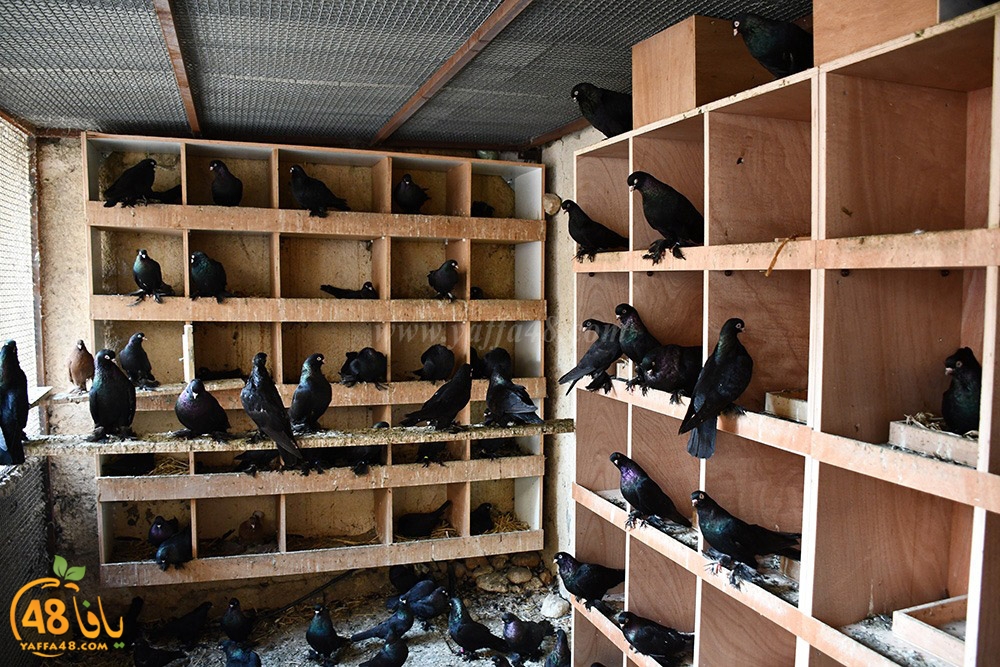 zohdi 3ashoor (115).jpeg